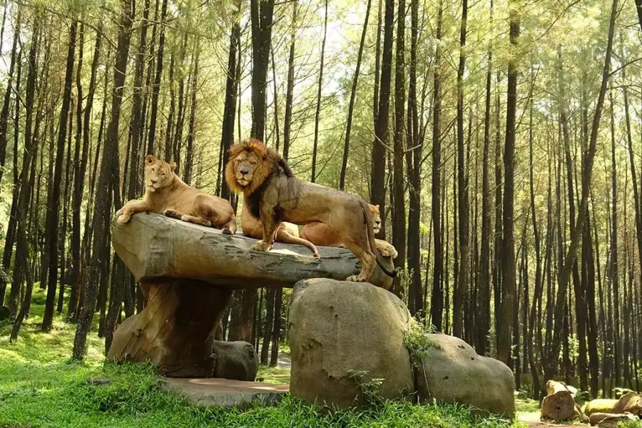 singa dan macam di taman safari indonesia